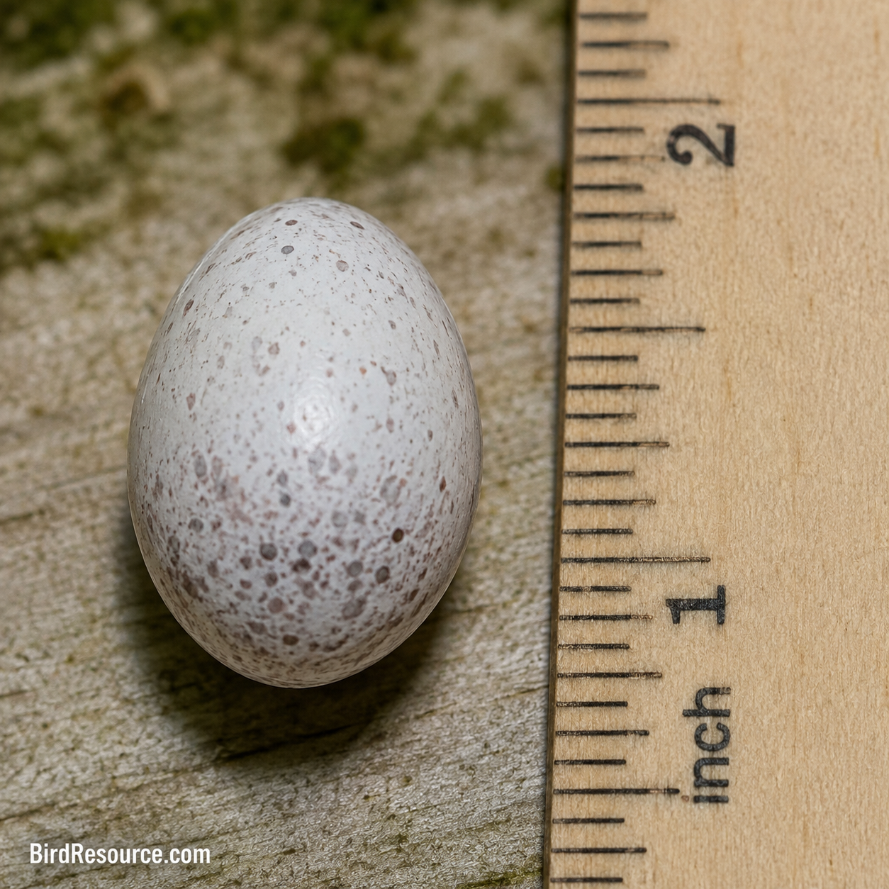 Up close photo of cardinal egg 