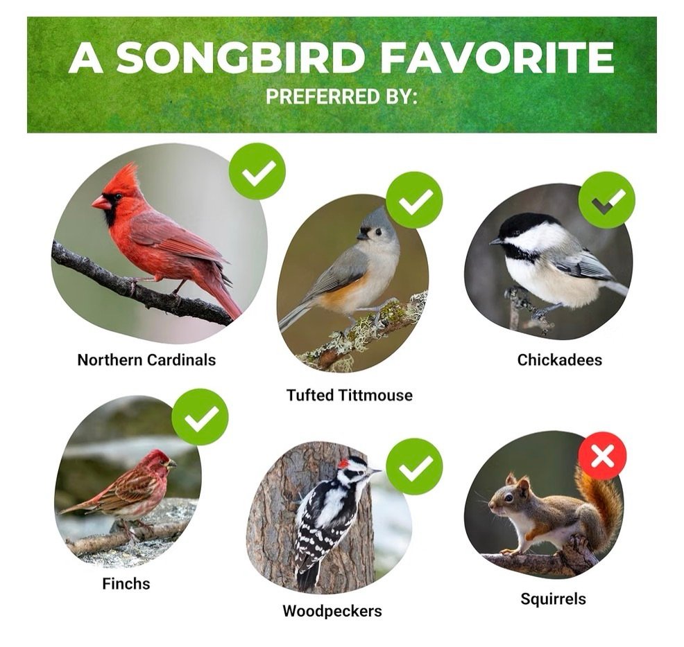 Song birds favorite bird seed