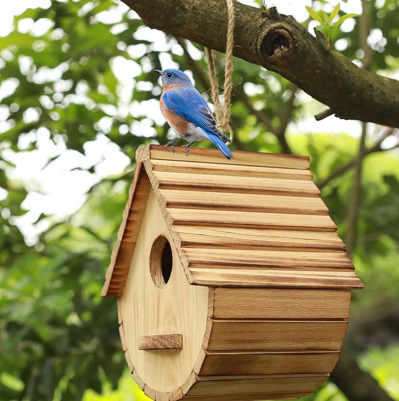 Bluebird on top of wood birdhouse