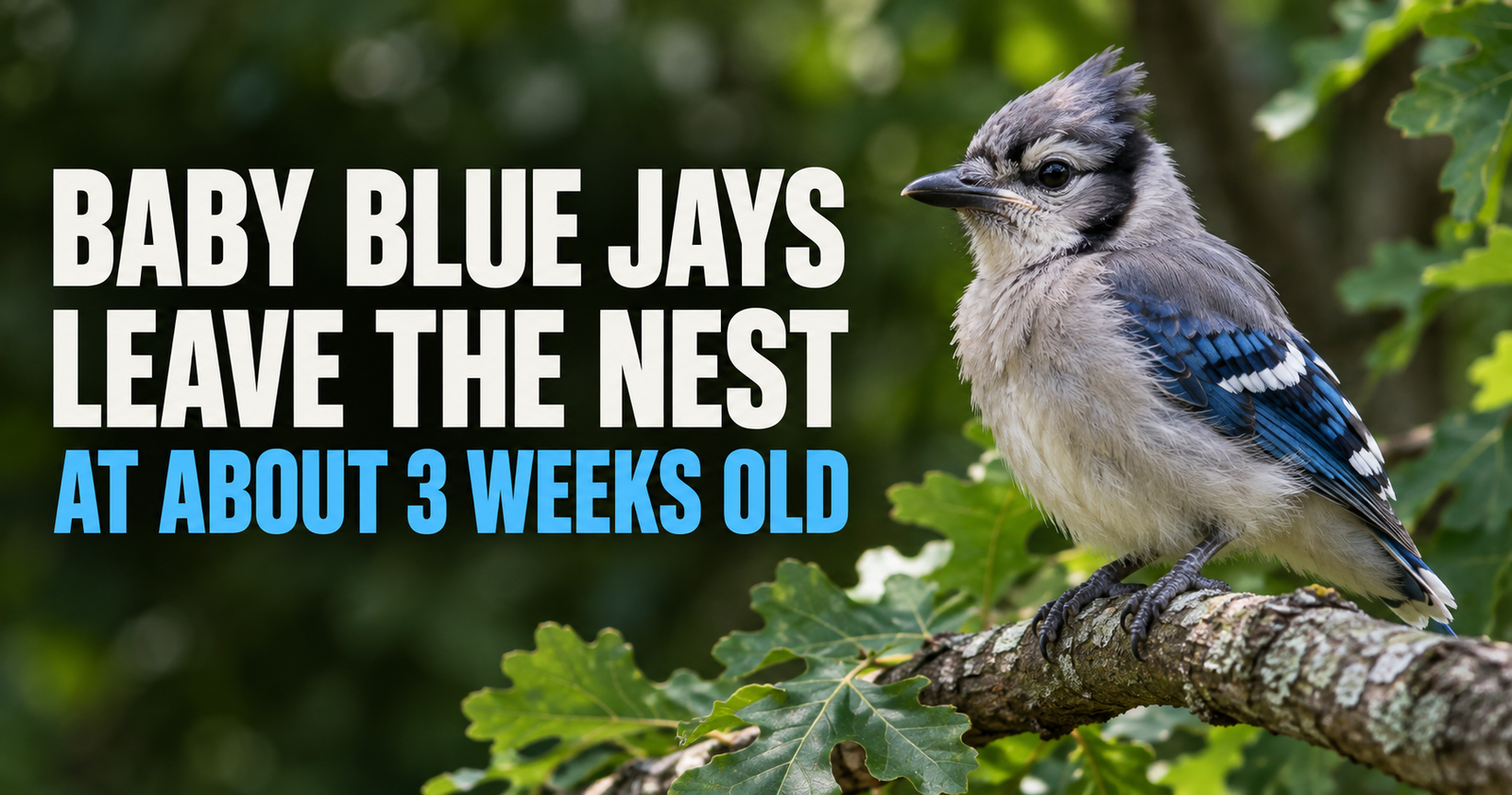 When Do Baby Blue Jays Leave the Nest? What Happens Next
